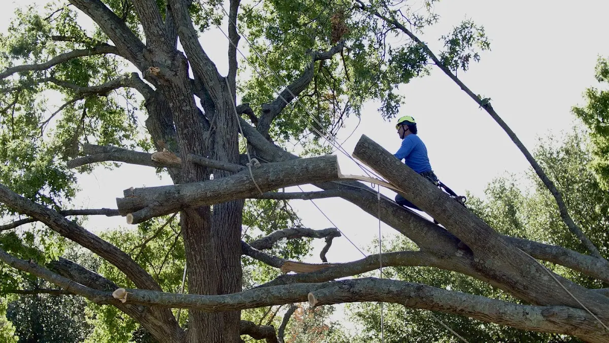 Professional Crown Thinning performed by certified arborists in Mackey