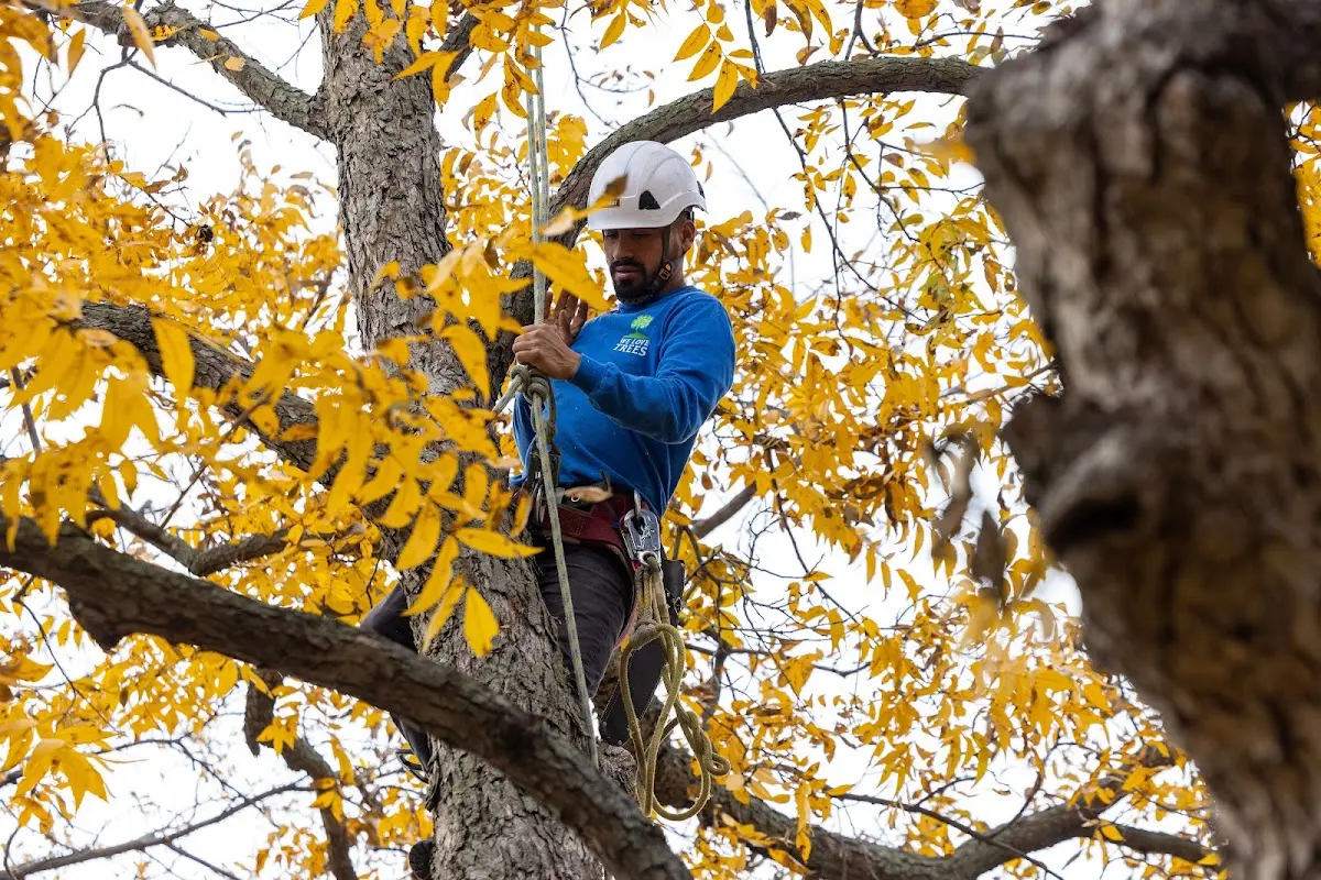 Skilled Tree Trimming crew working in Mackey